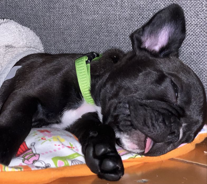 Bulldog frances
