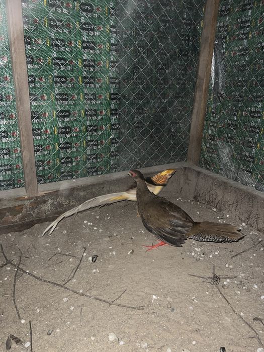 Молоді фазани лимон ,золото ,срібло