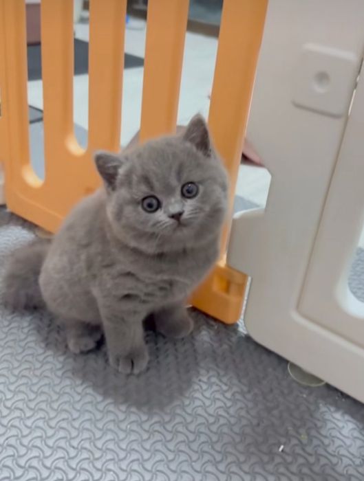 Ну очень красивые малыши