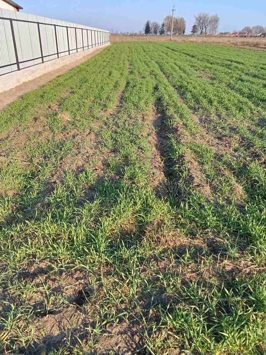 Терміново! Продам земельну ділянку під забудову, 12 сотих