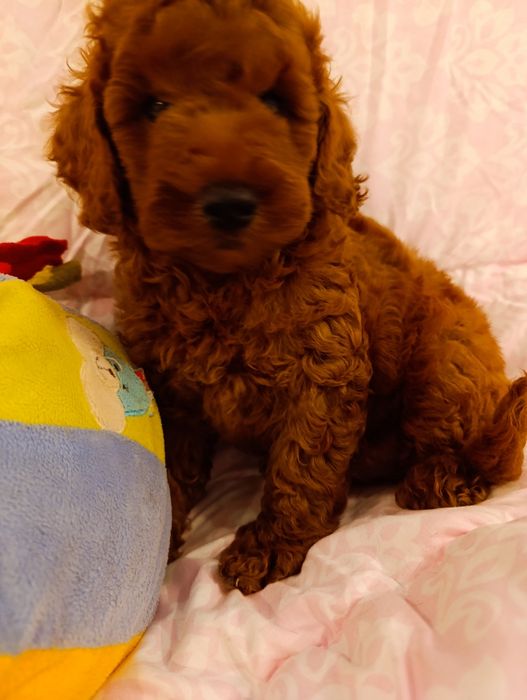 Пудель хлопчик Ред Браун