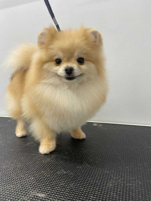 ТЕРМІНОВО ! Продам дорослу собаку дівчинку померанський шпіц