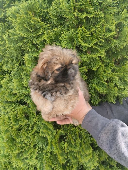 Продам цуценят Пекінесиків