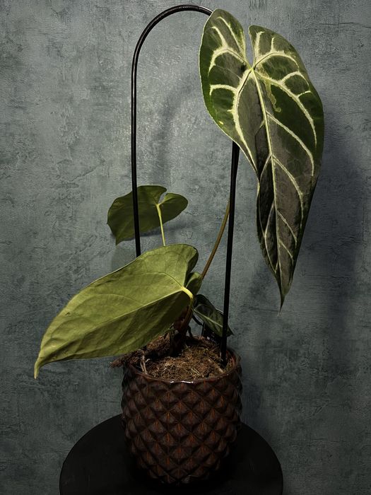 Anthurium Crystallinum X Regale  (Anthurium regale)