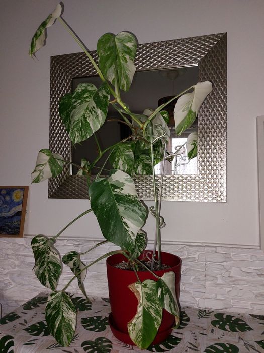 Monstera variegata