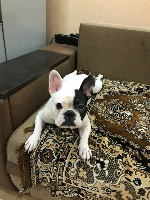 Французский бульдог для вязки