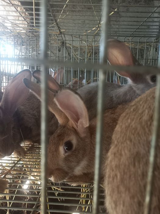 Coelhos caseiros