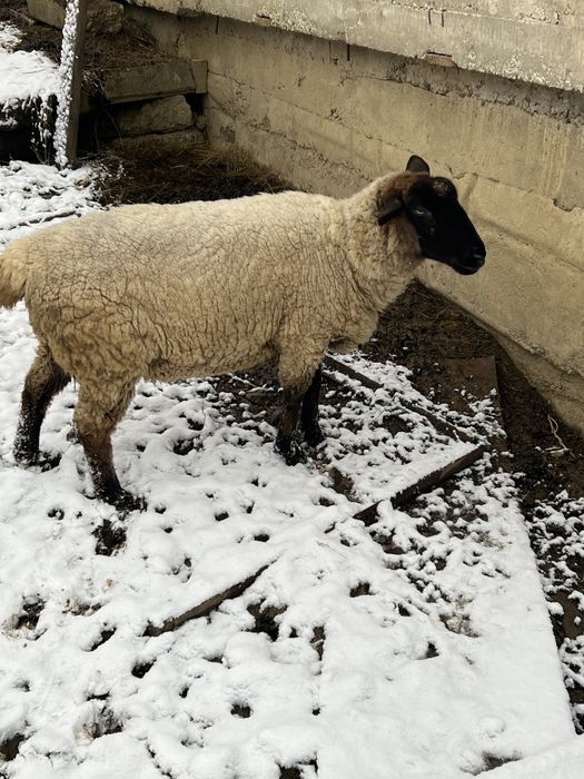 Продам овечки суффолки