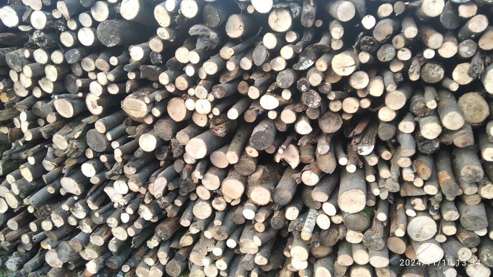 Sprzedam bukowe gałęzie