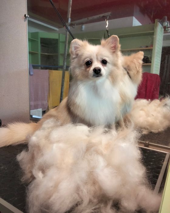 Вычесывание шпицов)) экспресс -линька