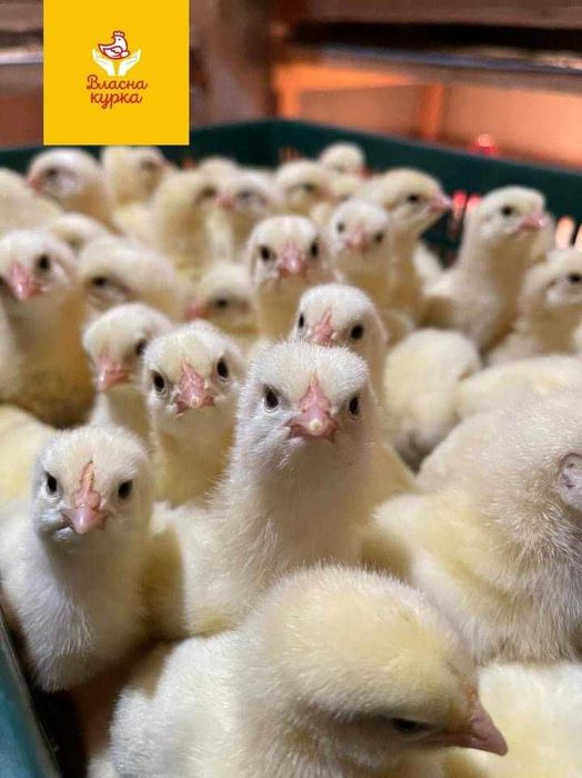 Курчата, несучки, бройлери, Індики Біг 6