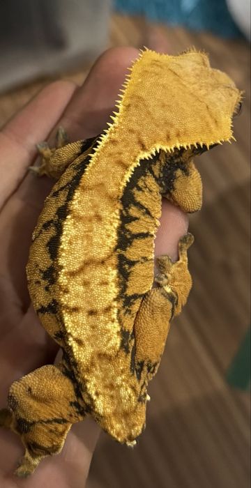 Gekon orzesiony Samiczka