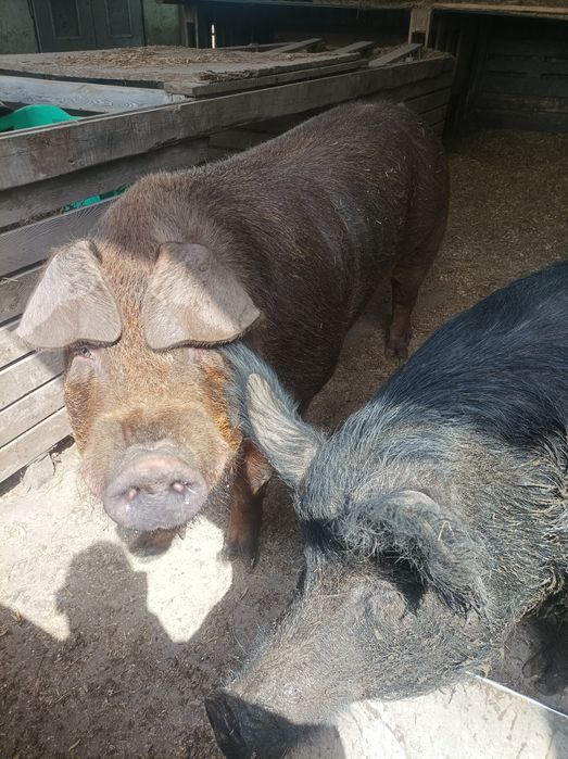 Knur Duroc (tucznik , prosiaki , maciora )
