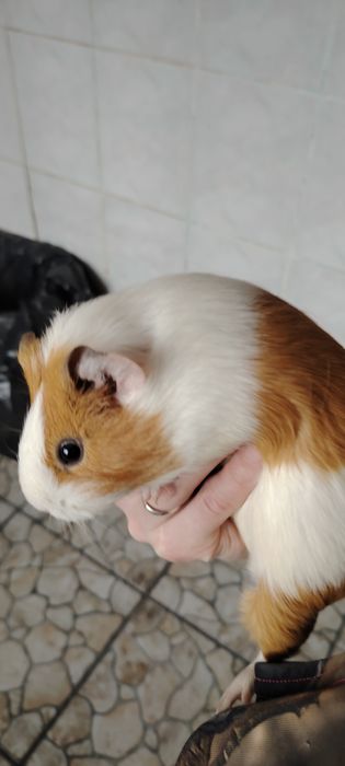 Отдам Морскую Свинку