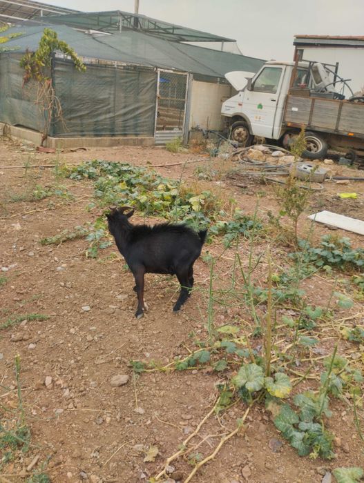 Vendo cabrito um ano
