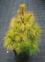 Продам сосну Луї, Pinus strobus Loui