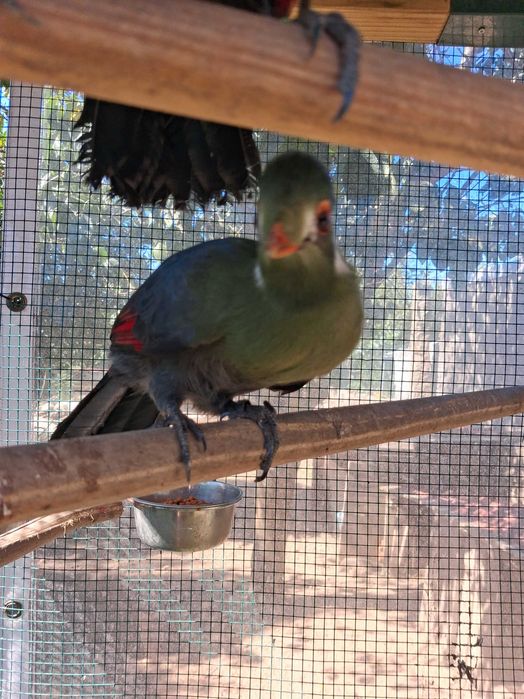 Fêmea de turaco leucotis