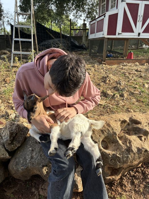 Cabras micro anãs (machos e femeas)