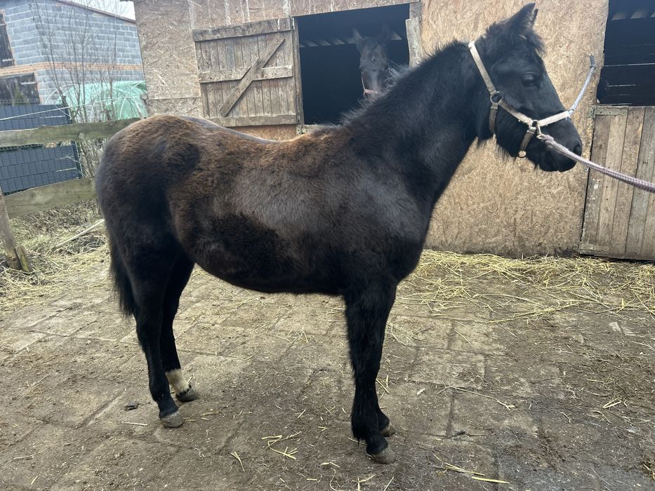 Sprzedam Klacz 10 miesiecy