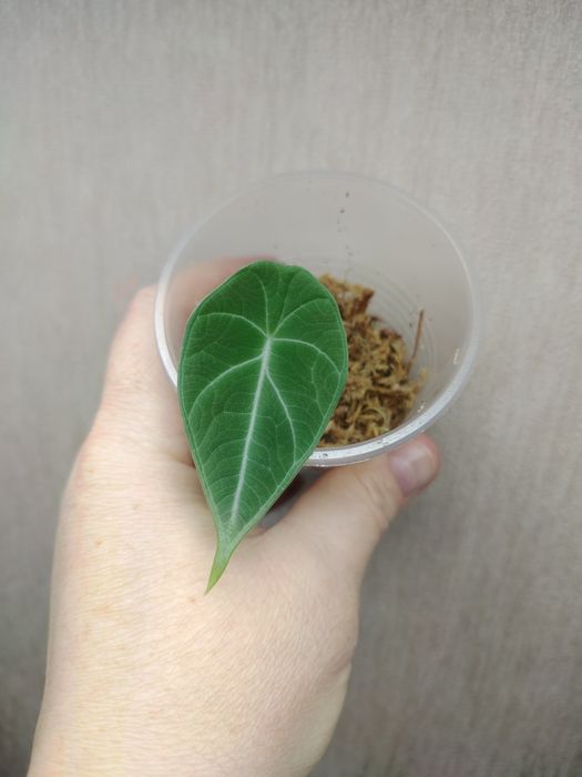 Алоказия Maharani, Махарани