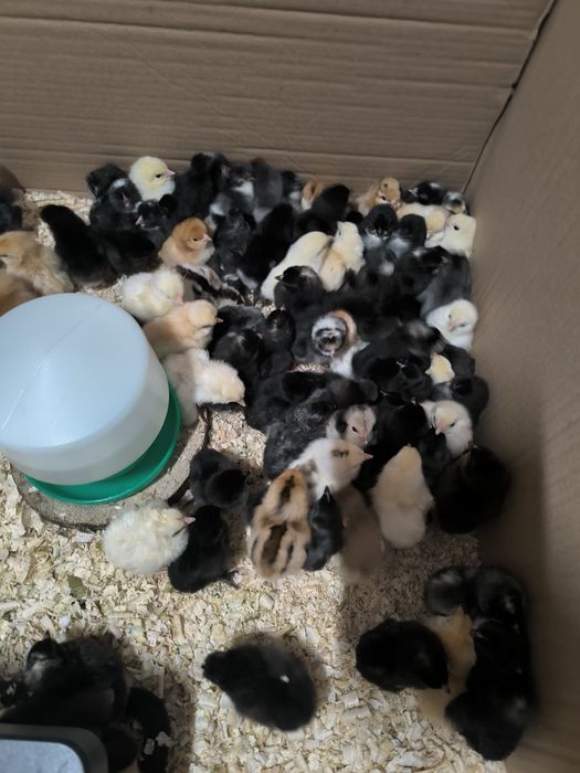 Pisklęta Marans,Ayam Cemani,Czubatka,Grennschel,Nioska Mix