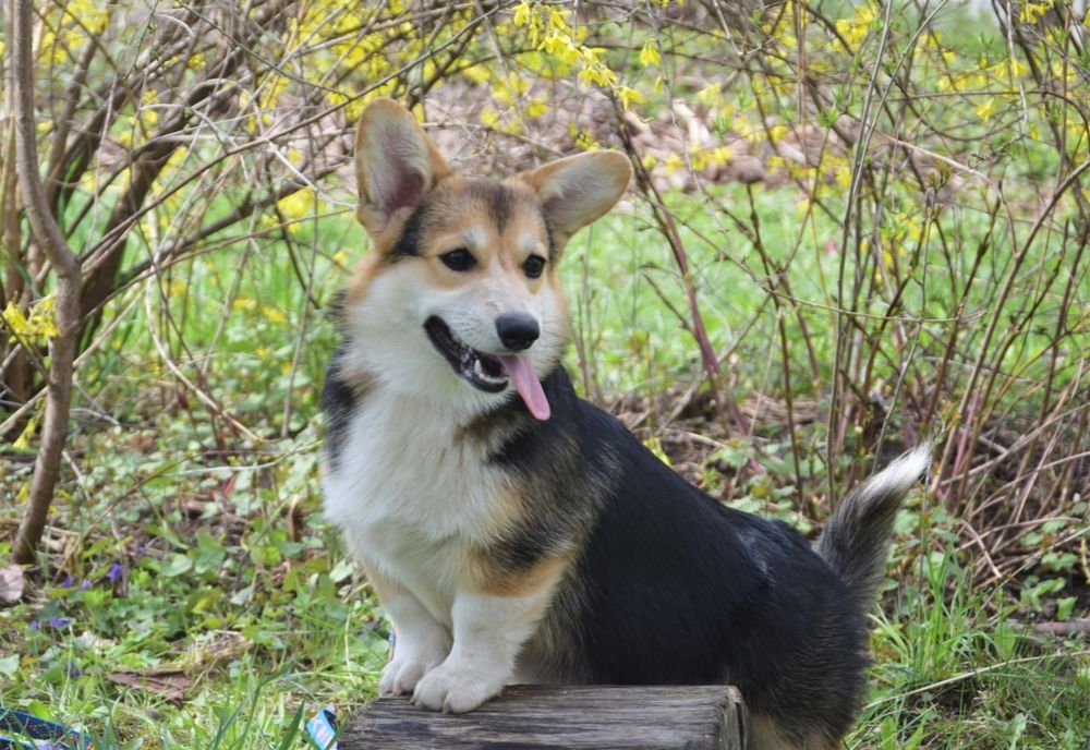 Вельш Коргі Пемброк