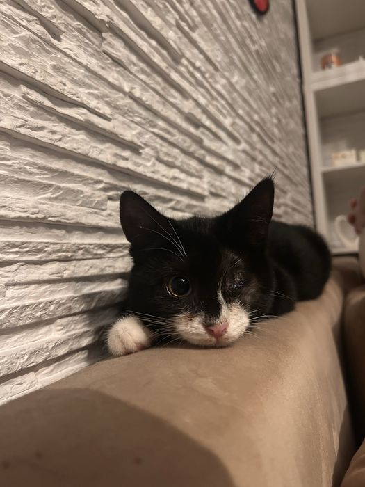 Kotka Jelly szuka domku