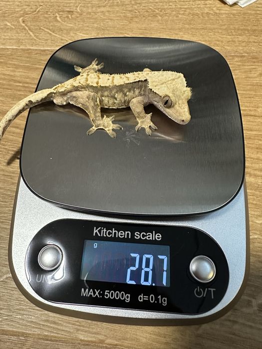 Gekon orzesiony harlequin samiec