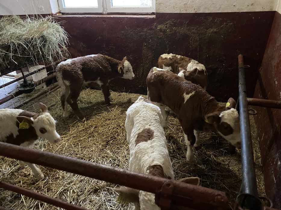 Sprzedam byczki jaloweczki