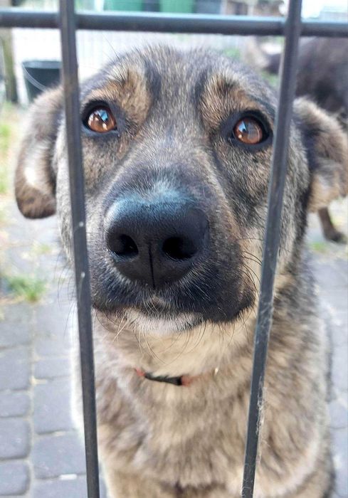 Uroczy Kofik kocha człowieka i szuka idealnego dla siebie!