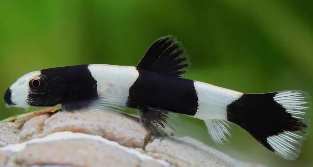 Bocja Panda (Protomyzon pachychilus)