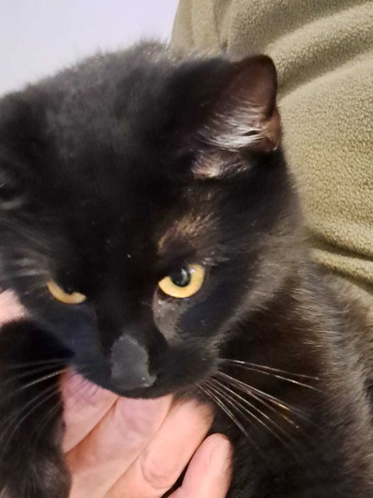 Kocurki szukają domku