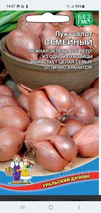 Шалот семейный на посадкк