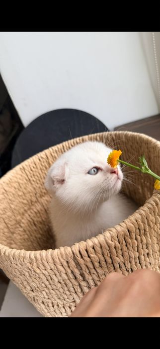 Шотландські кошенята Золота та Срібляста шиншила (Чернігів)