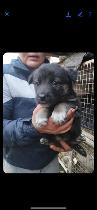 Собачатко в добрі ручки