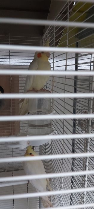 Caturras adultas reprodutoras anilhadas e sexadas - em estado de proc