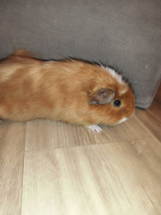 Świnka morska (samiec)