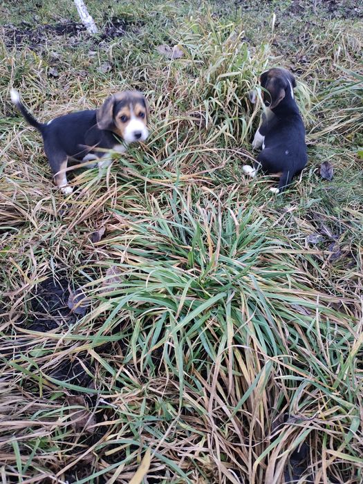 Продам щенків бігля.