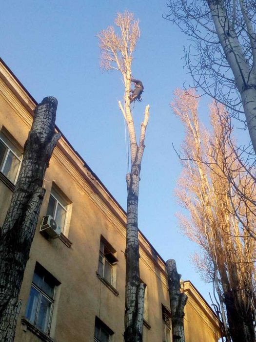 Спилити Обрізати Дерево Чернівці.Чистка ділянок.
