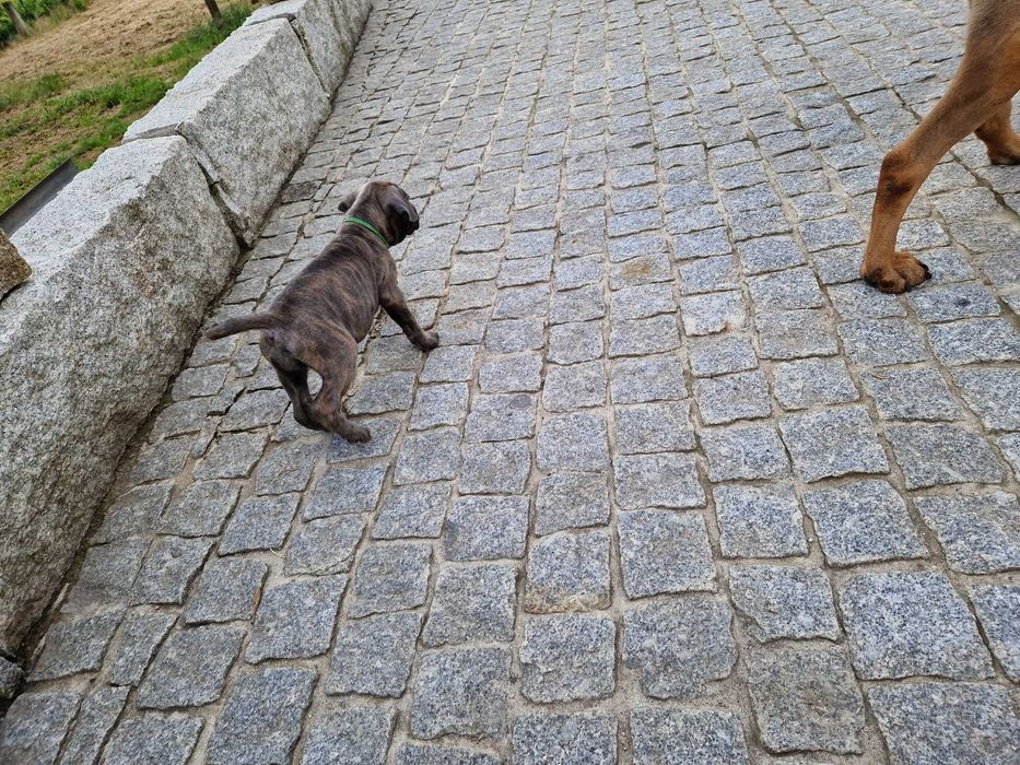 femea cane corso italiano