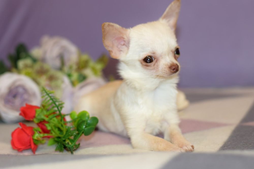Микро мини девочка чихуахуа