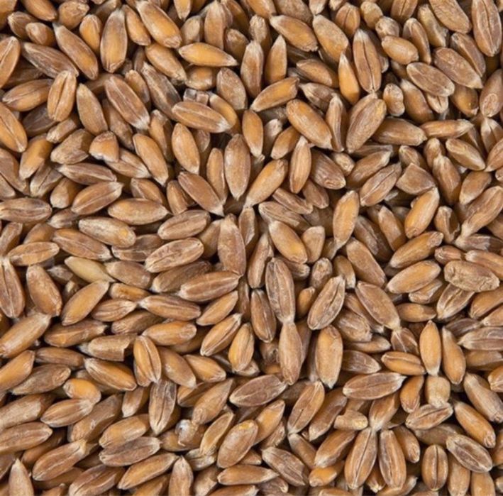 Спельта лущена