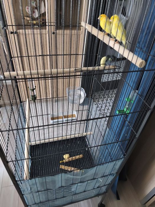 Kanarki zółte(samiec Francesco i samica Miriam)