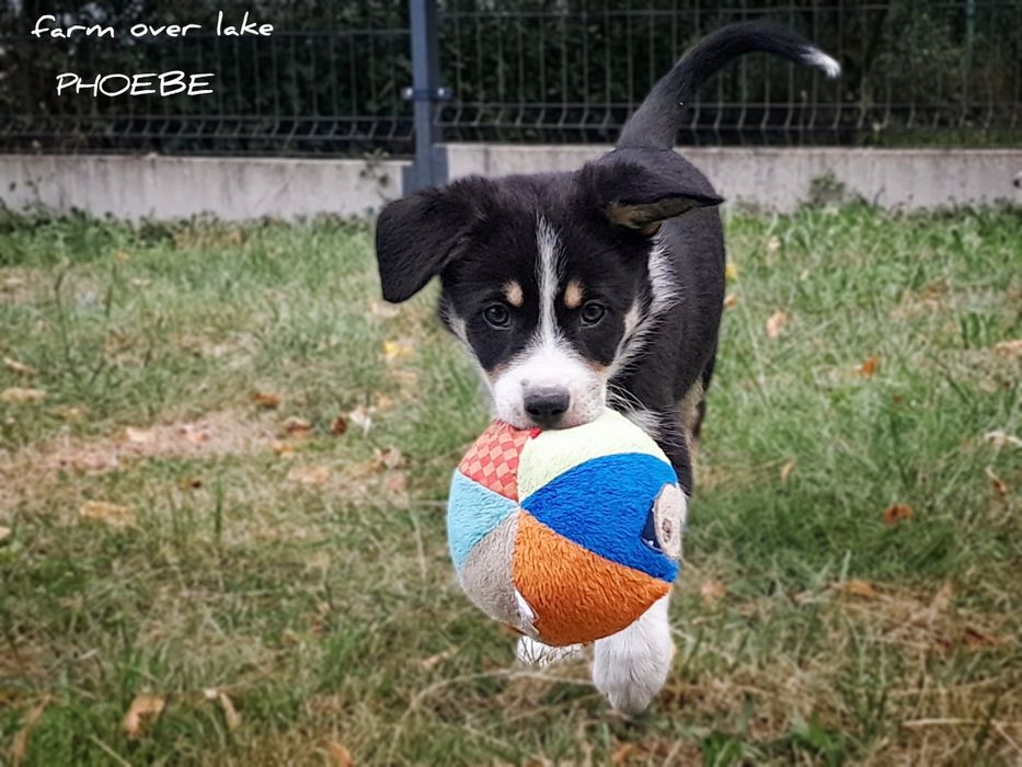 Suczka Border collie krótkowłosa ZKwP FCI