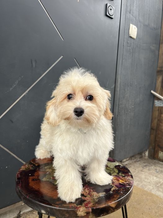 Мальтипу девочка