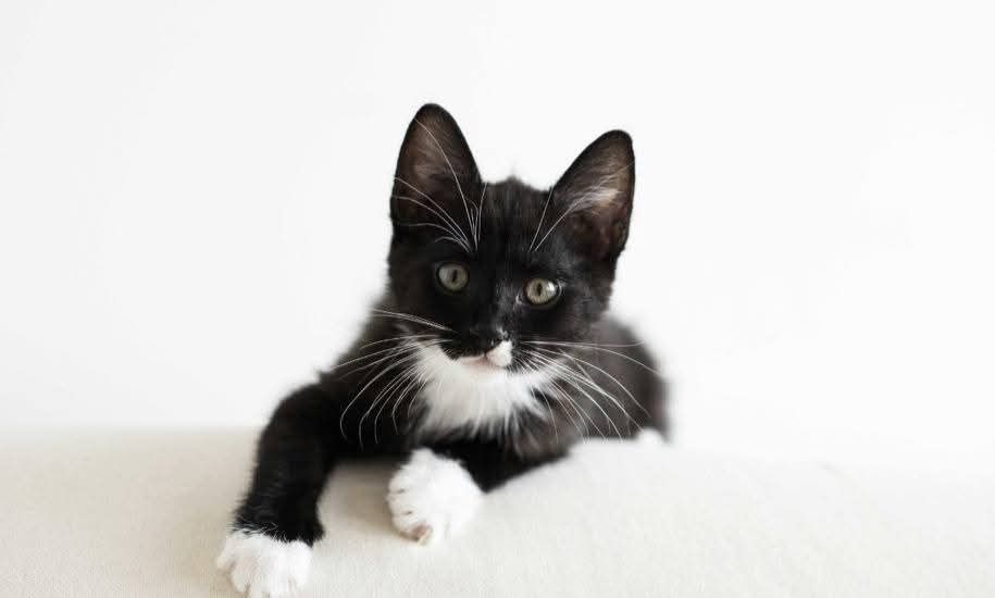 Kocięta kociaki do adopcji szukają domu