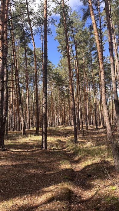 ОРЕНДА БУДИНКУ у лісі з сауною,подобово, сдам дом посуточно