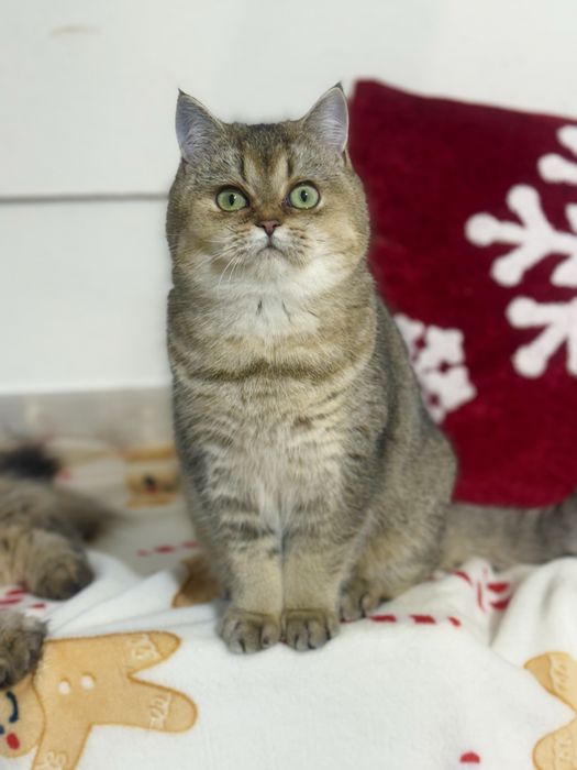 Kotka brytyjska  z legalnej hodowli