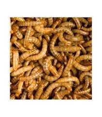 Vendo tenebrio vivo bom alimento