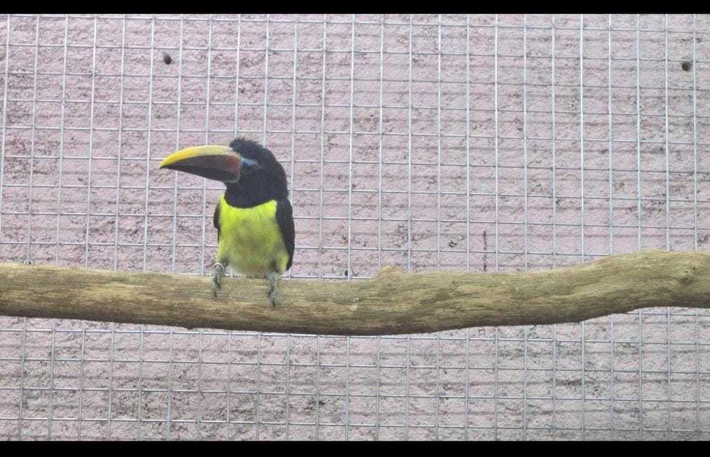 aves para venda